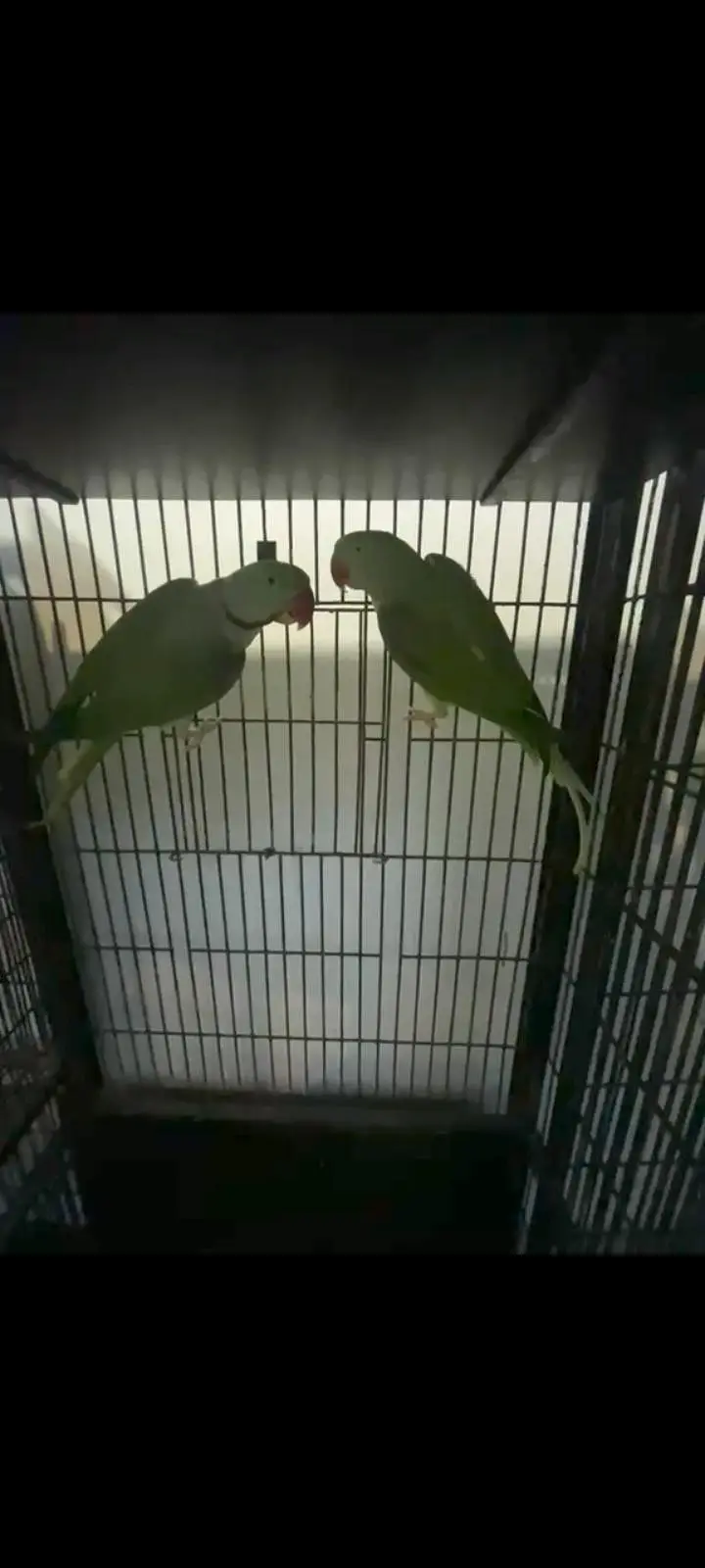 breeder pair — photo 2