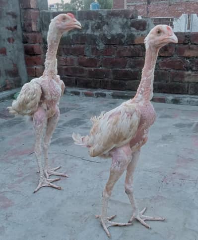 Shamo Cross Aseel For Sale