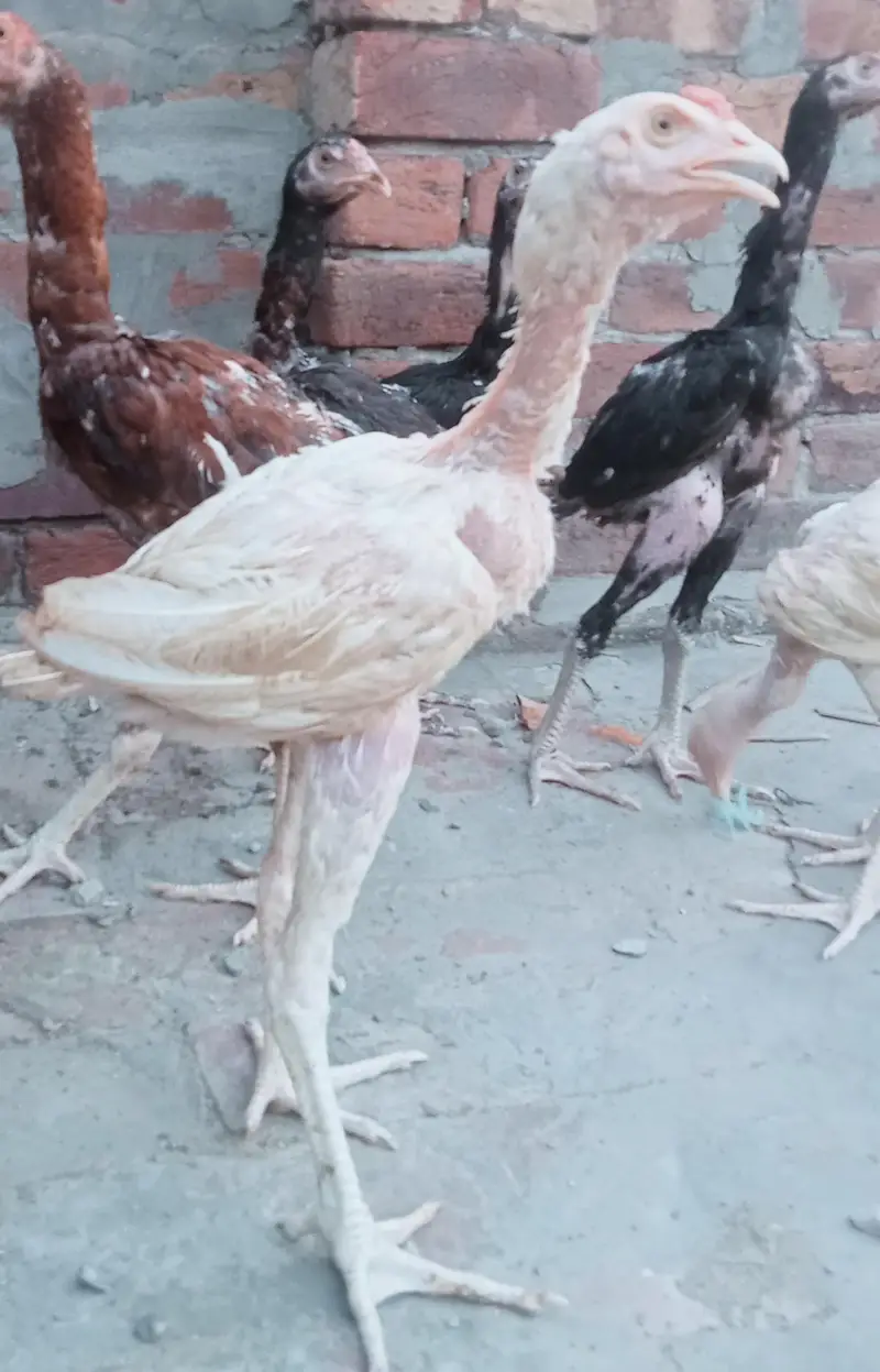 Shamo Cross Aseel For Sale — photo 2