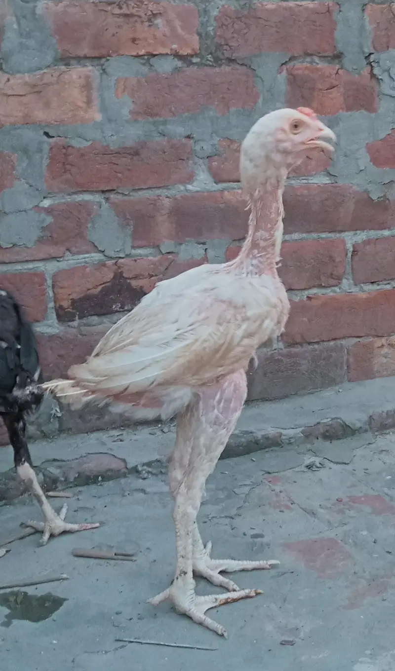 Shamo Cross Aseel For Sale — photo 3