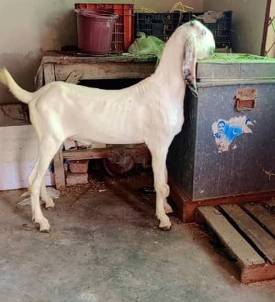 Nukra beetal + Amritsari beetal bakra for sale.