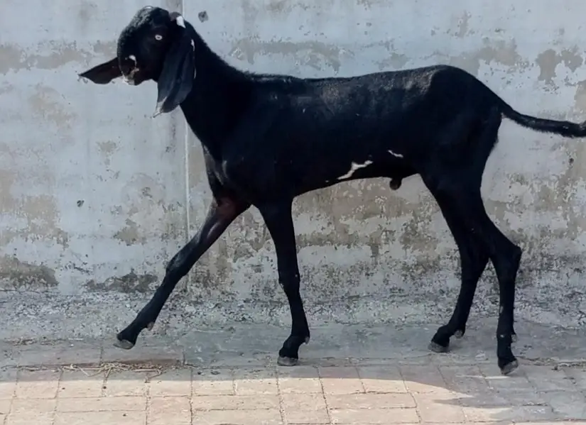 Nukra beetal + Amritsari beetal bakra for sale. — photo 2