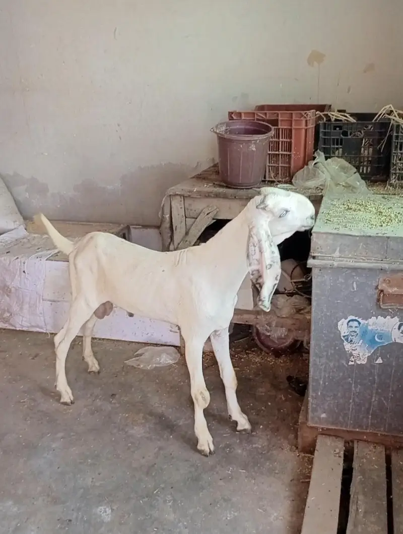 Nukra beetal + Amritsari beetal bakra for sale. — photo 3