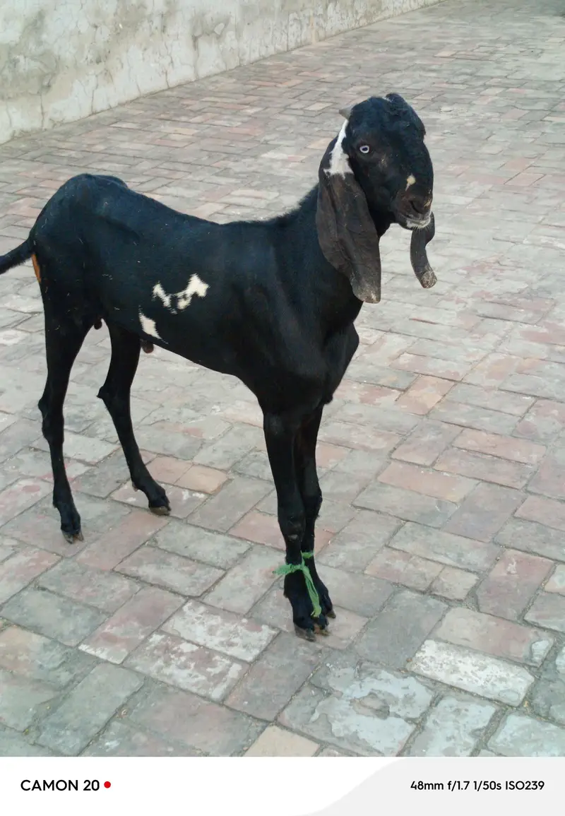 Nukra beetal + Amritsari beetal bakra for sale. — photo 4