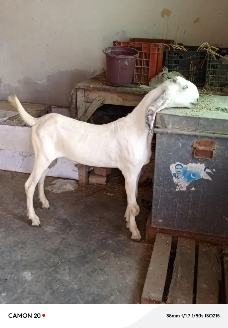 Nukra beetal + Amritsari beetal bakra for sale. — photo 5