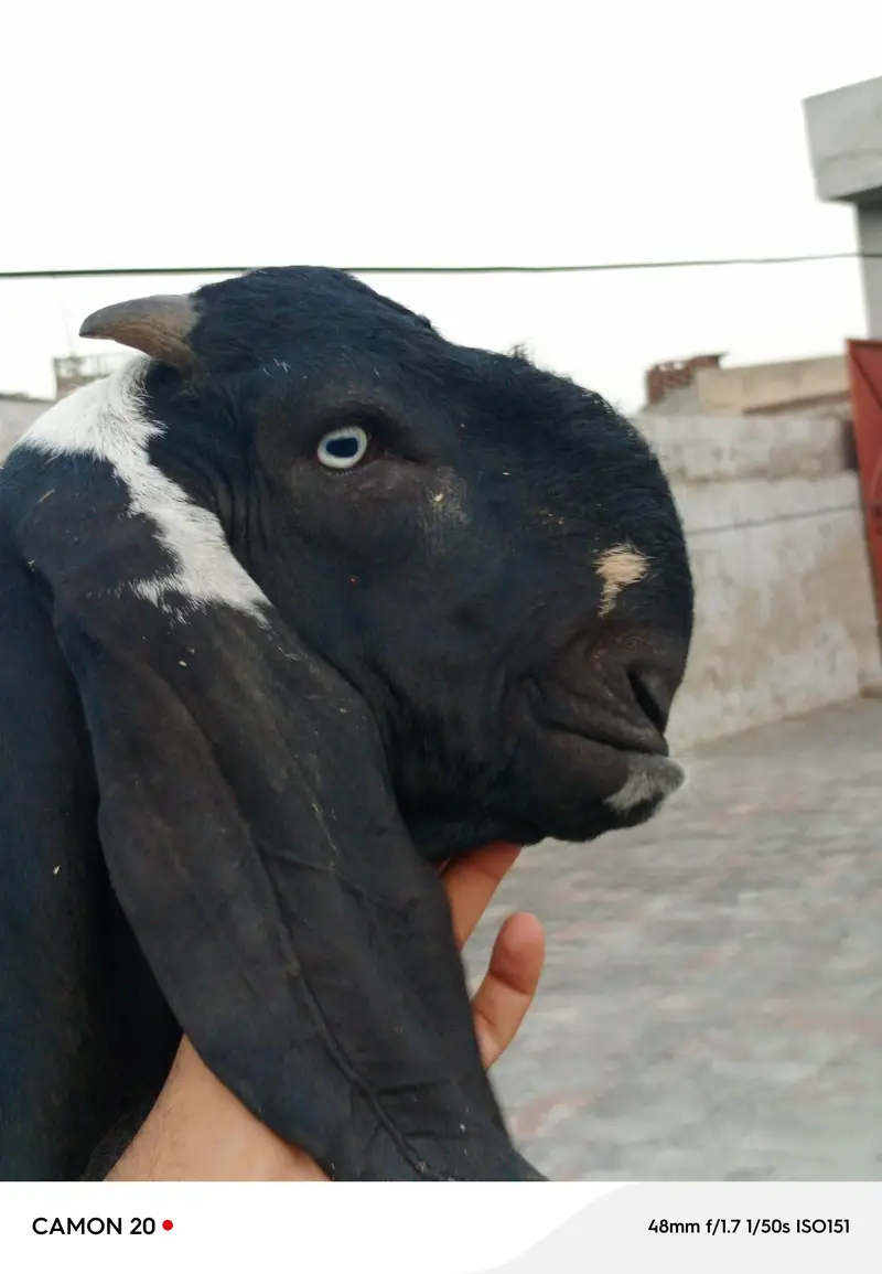 Nukra beetal + Amritsari beetal bakra for sale. — photo 6