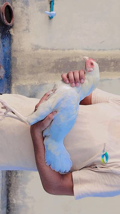 Aseel Heera female with baby 2 days ka h