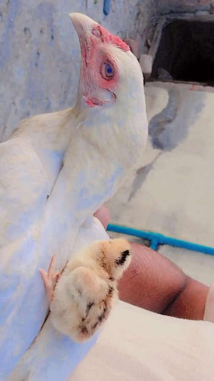 Aseel Heera female with baby 2 days ka h — photo 2