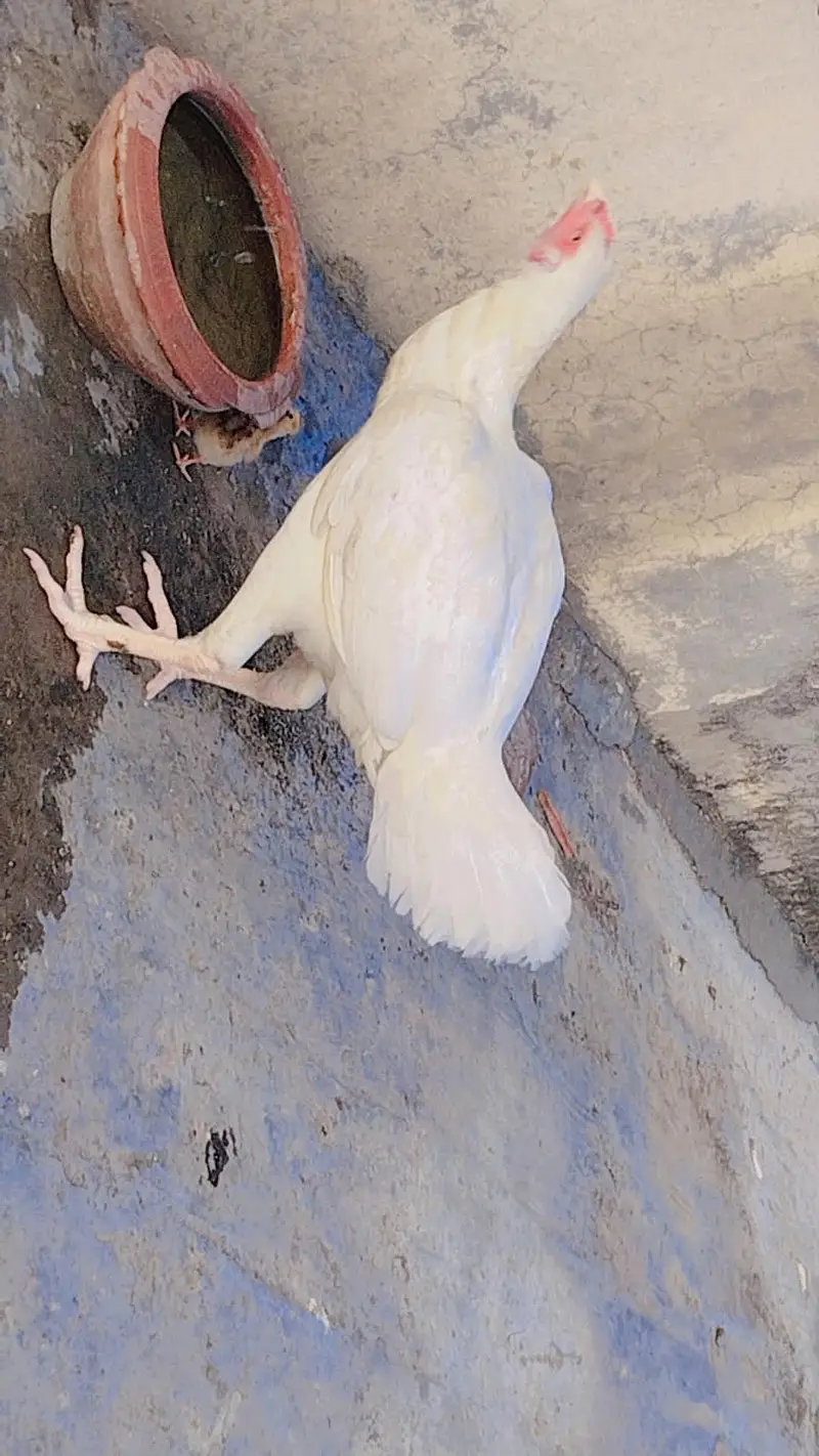Aseel Heera female with baby 2 days ka h — photo 3