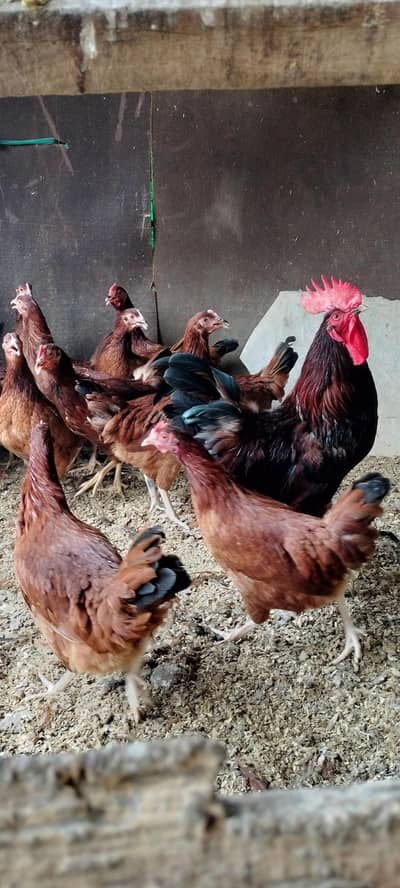 rir rhoad island red rir  breedar female foresale