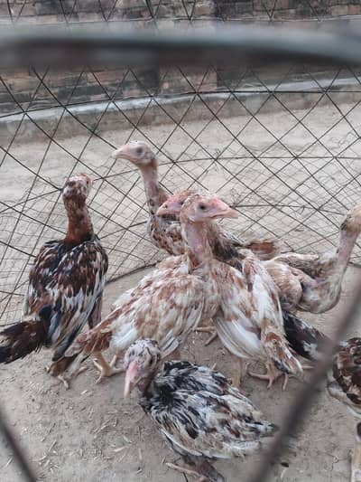Aseel chicks