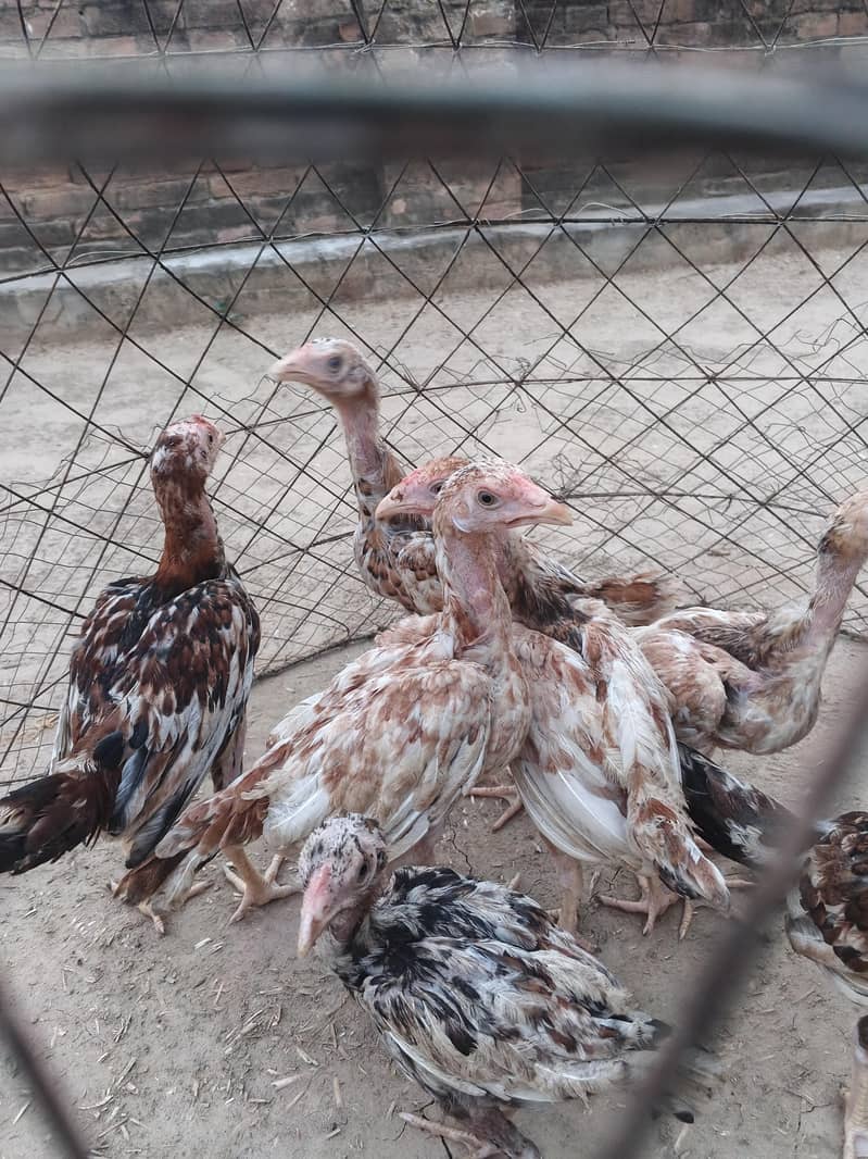 Aseel chicks 0