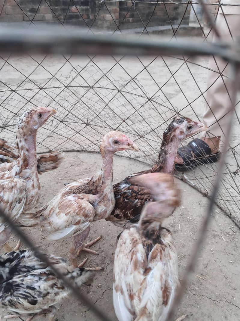 Aseel chicks 1