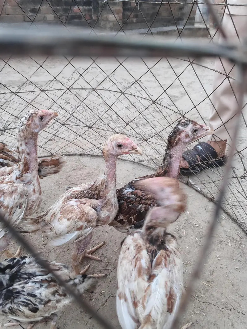 Aseel chicks — photo 2