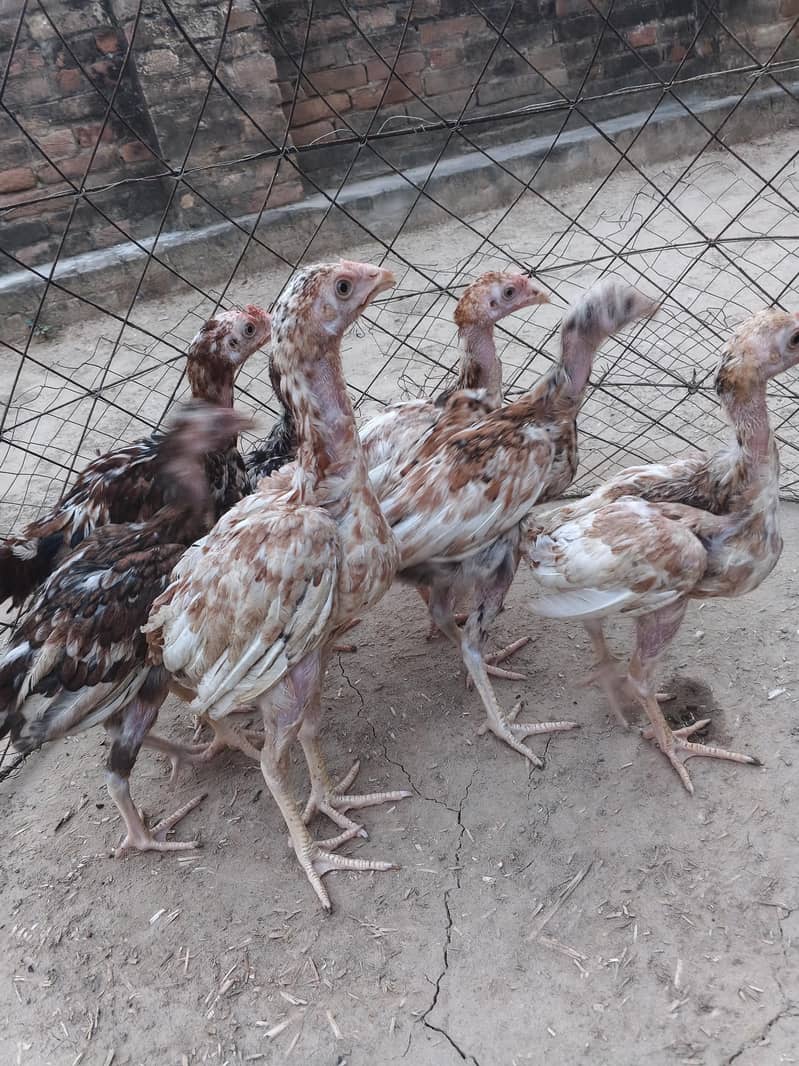 Aseel chicks 2