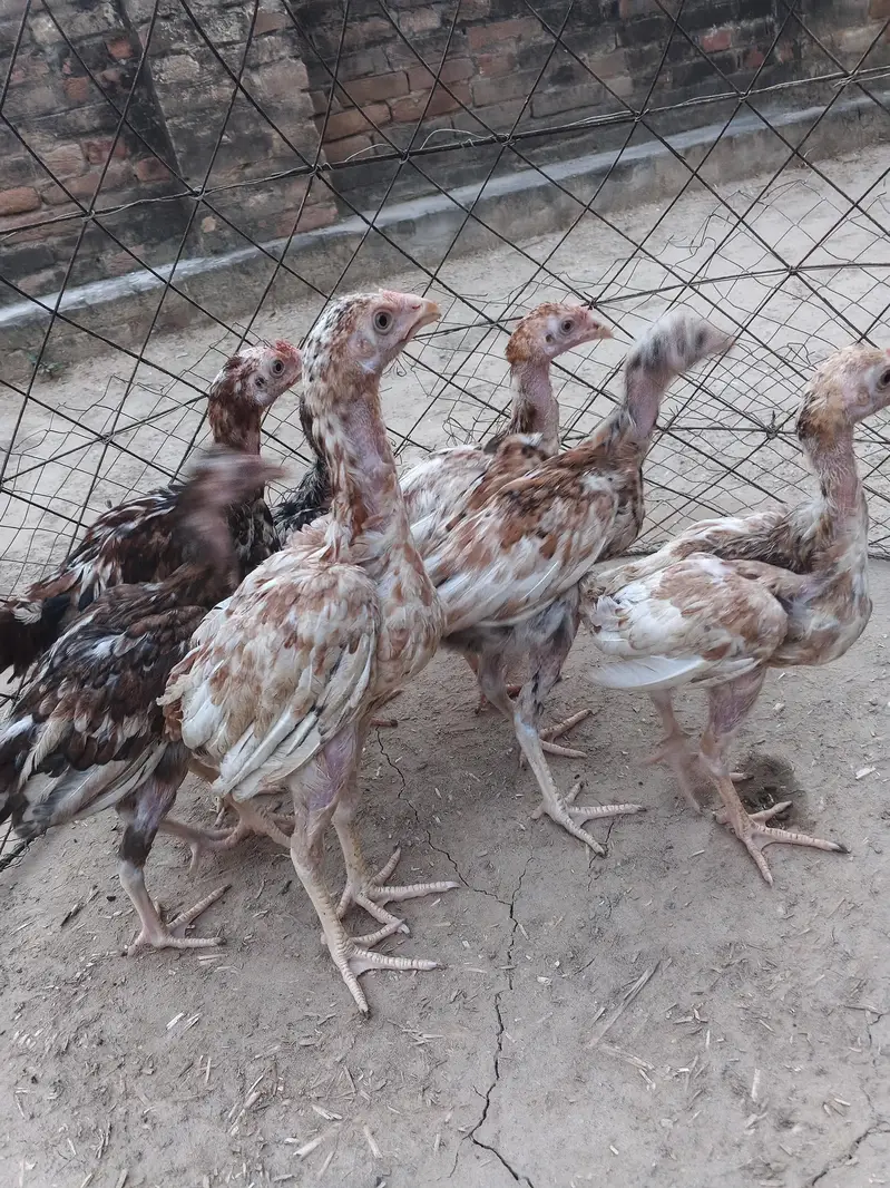 Aseel chicks — photo 3