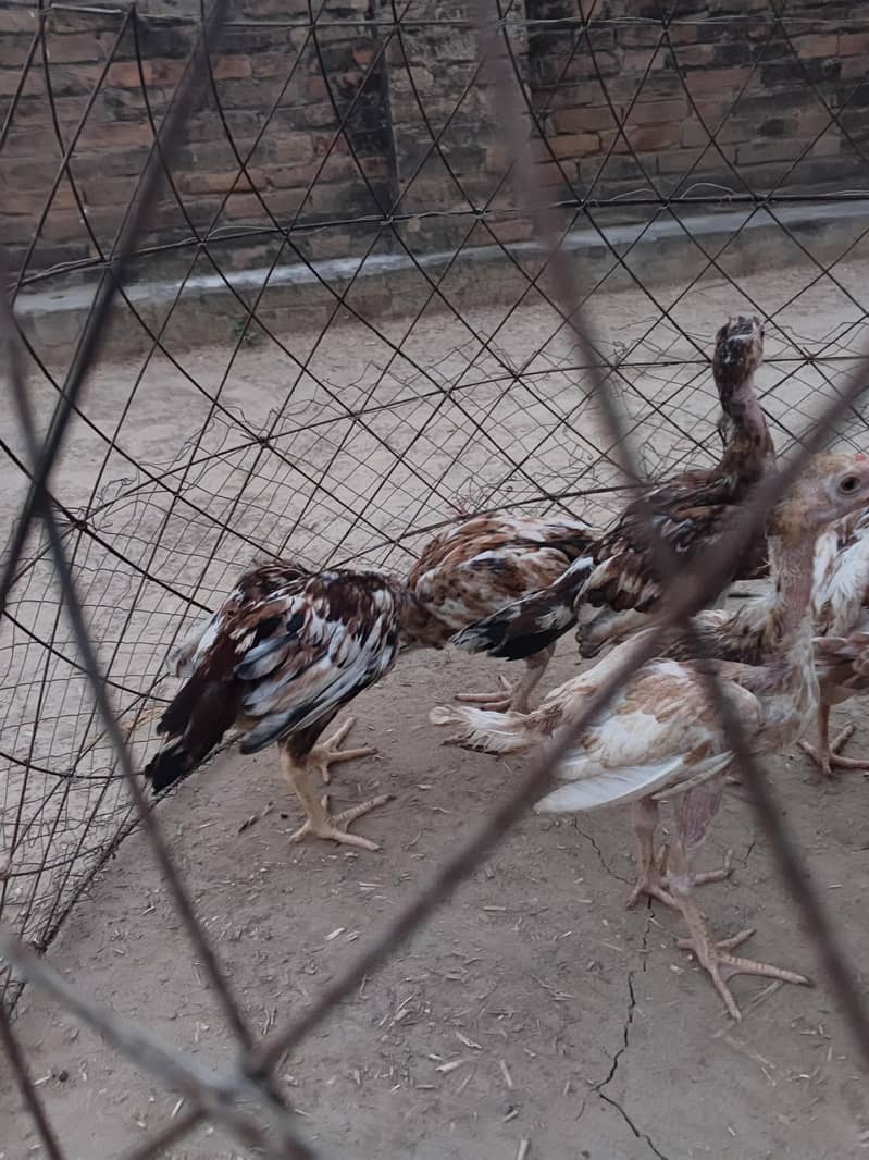 Aseel chicks 3