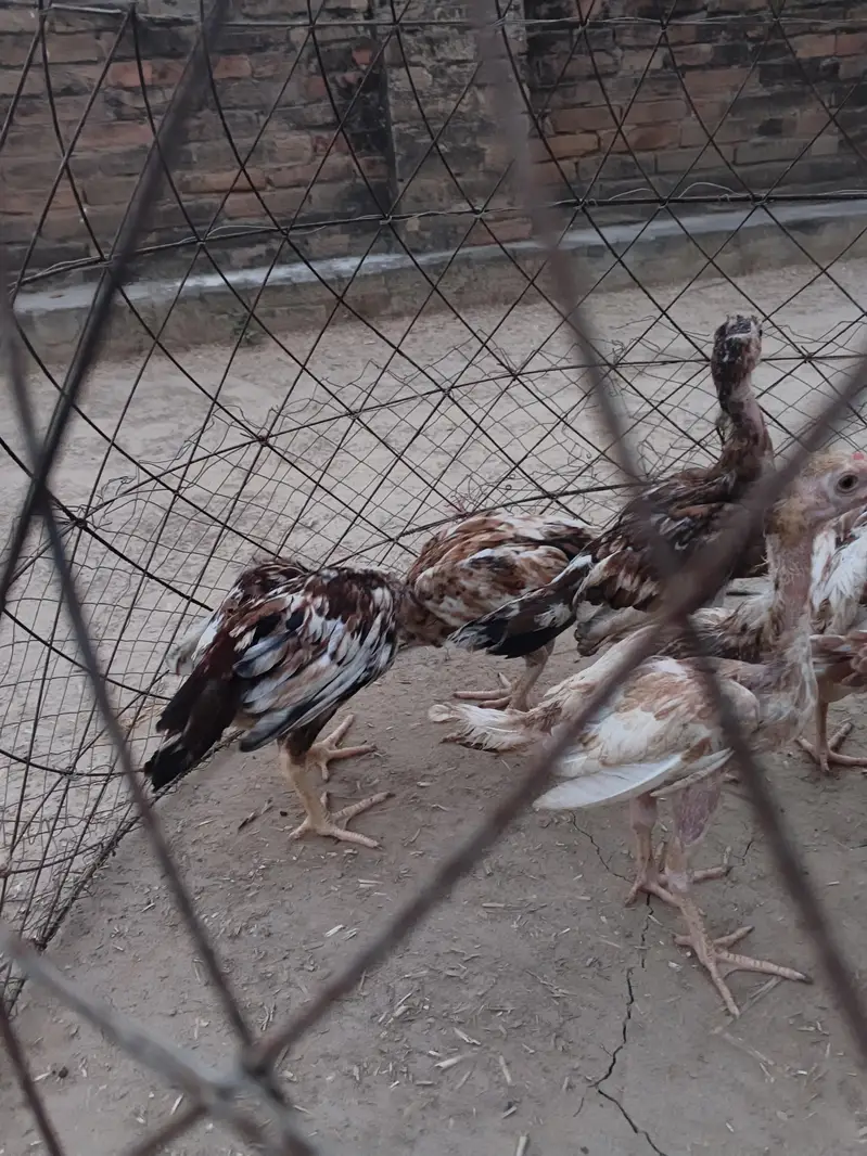 Aseel chicks — photo 4