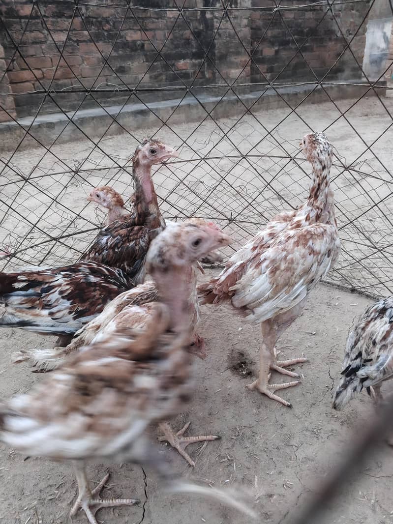 Aseel chicks 4