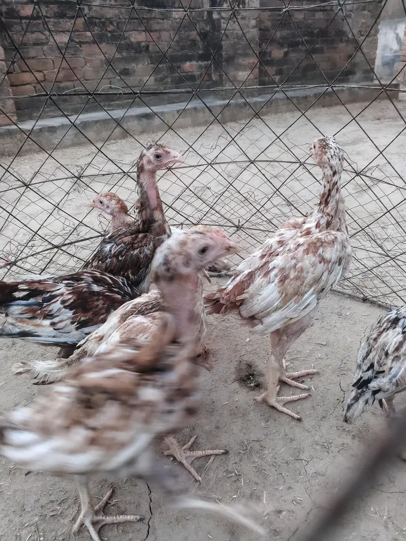 Aseel chicks — photo 5