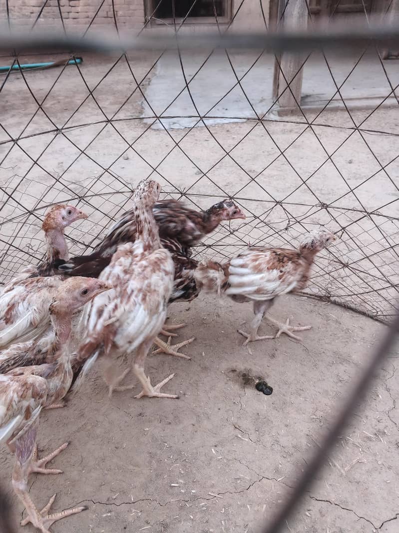Aseel chicks 5
