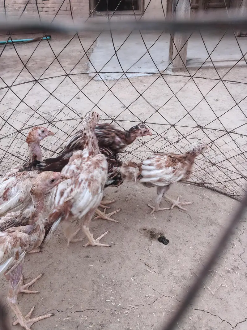 Aseel chicks — photo 6