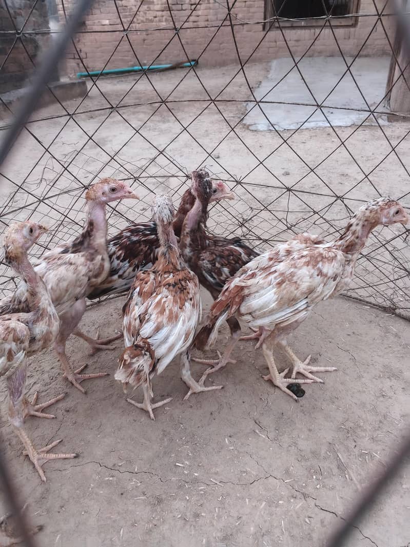 Aseel chicks 6