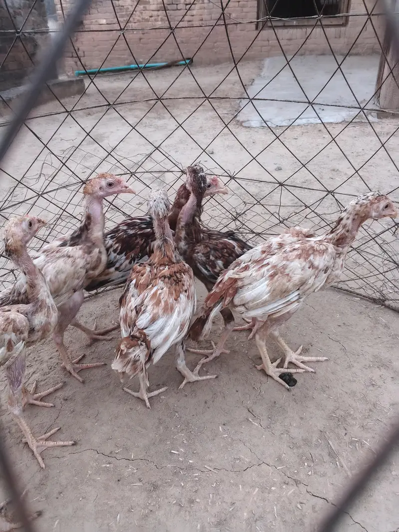 Aseel chicks — photo 7