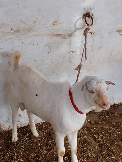 full pointed bacha