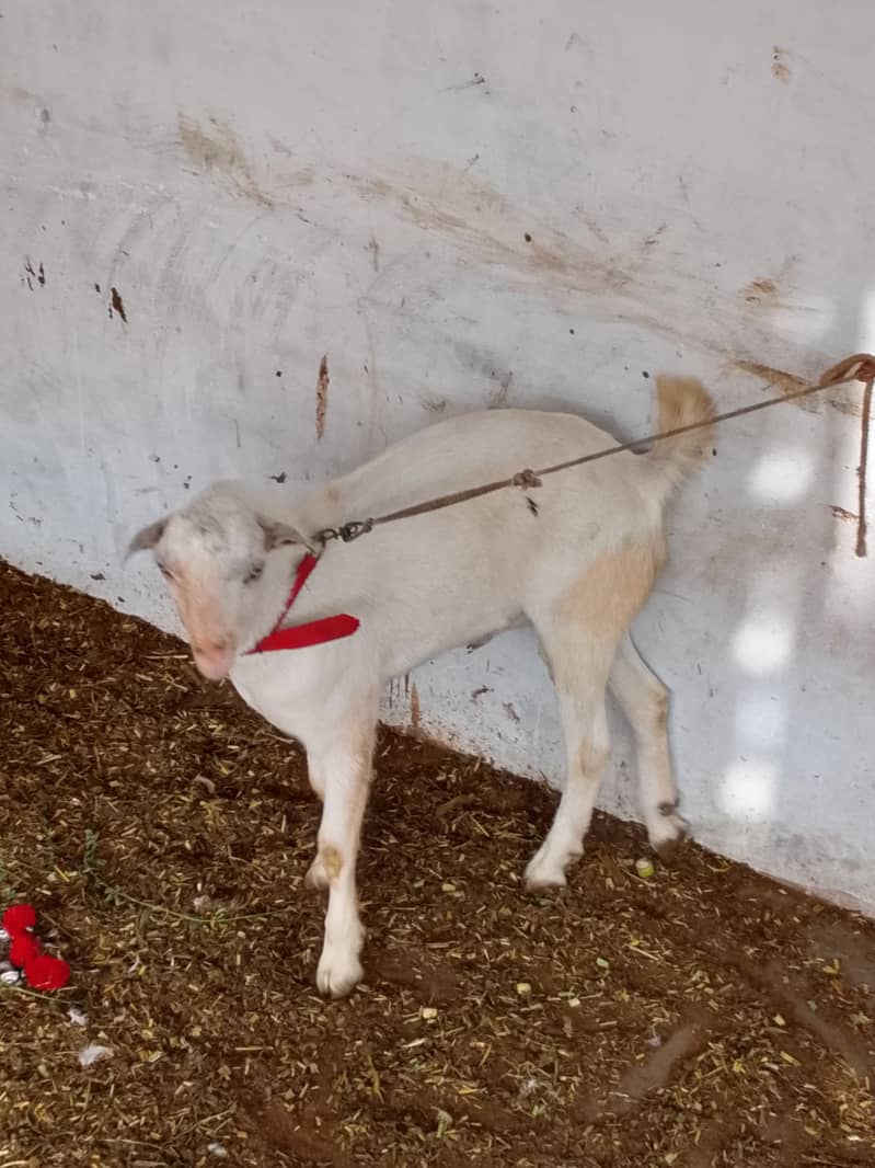 full pointed bacha 1