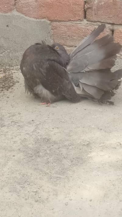 modran fantail baredar pair and 2 check pair available