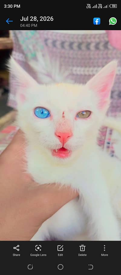 baby cat