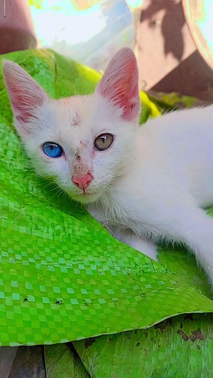 baby cat — photo 2