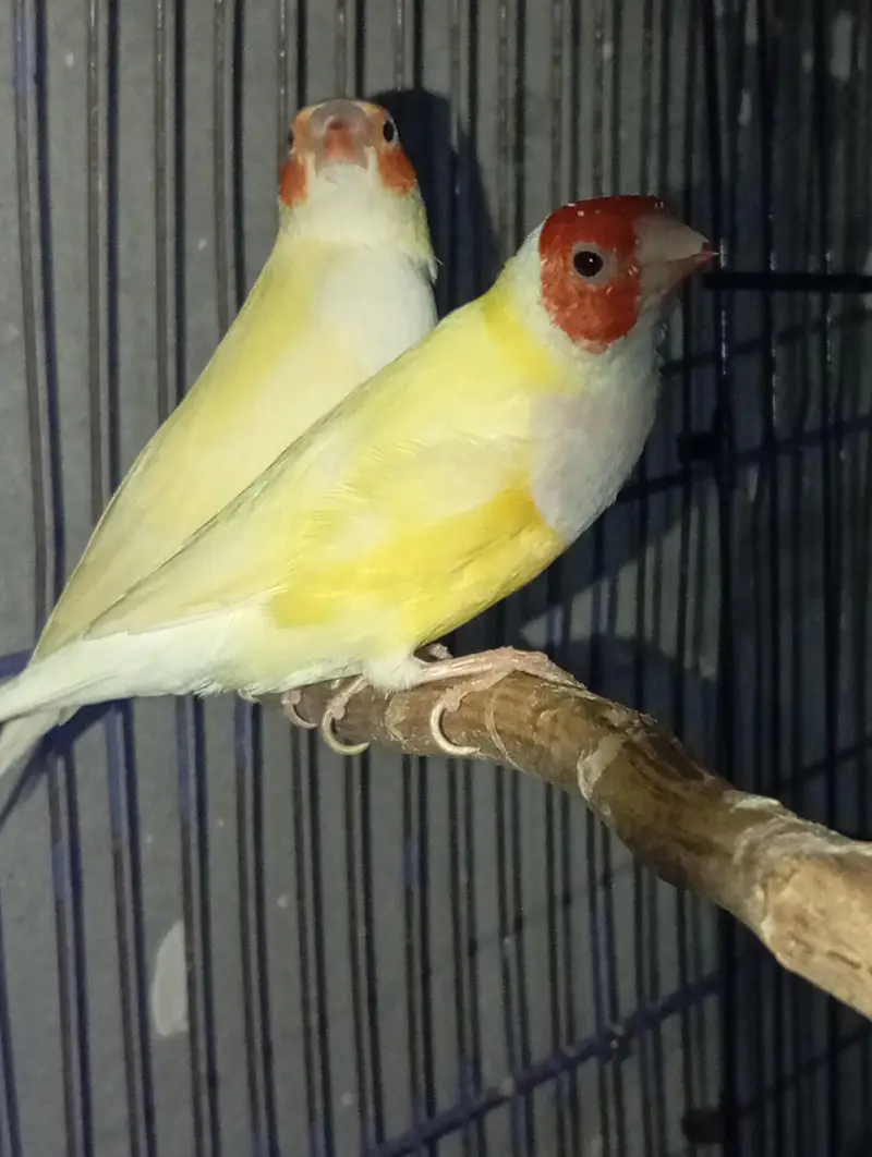 lutino gouldian — photo 2