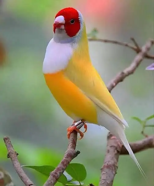 lutino gouldian — photo 3