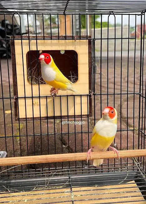lutino gouldian — photo 4