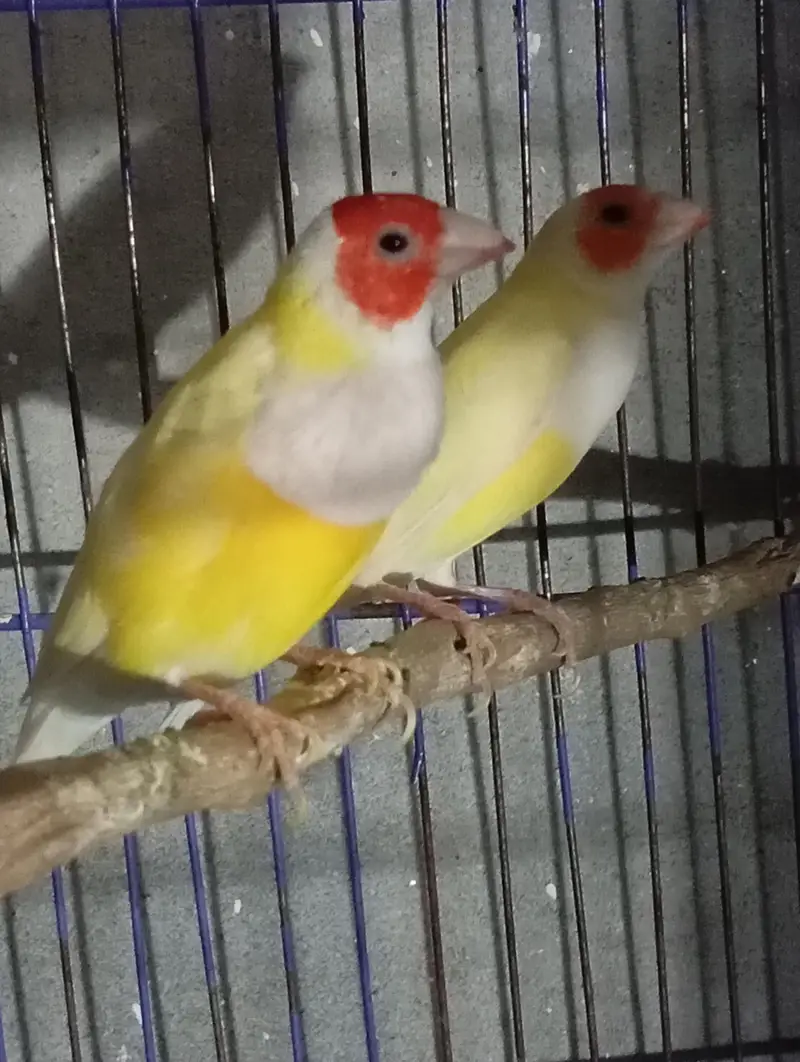 lutino gouldian — photo 5