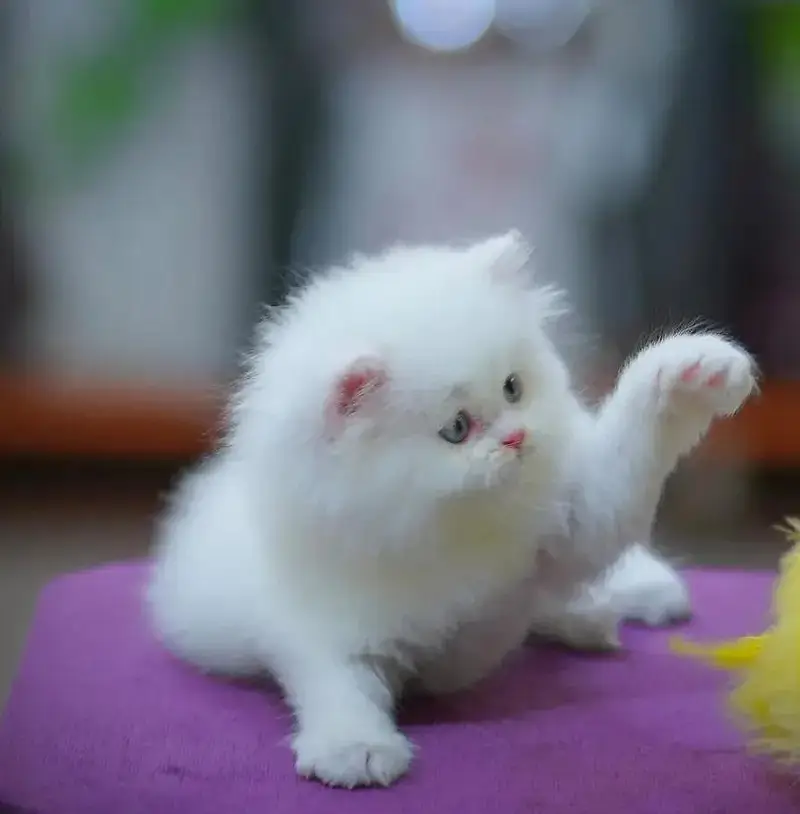 English: persian kittens|triple Coated|Punch Face kittens_cute|fluffy — photo 2