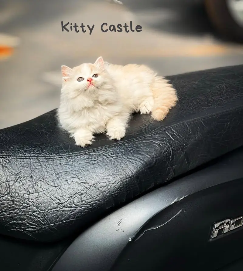 English: persian kittens|triple Coated|Punch Face kittens_cute|fluffy — photo 3