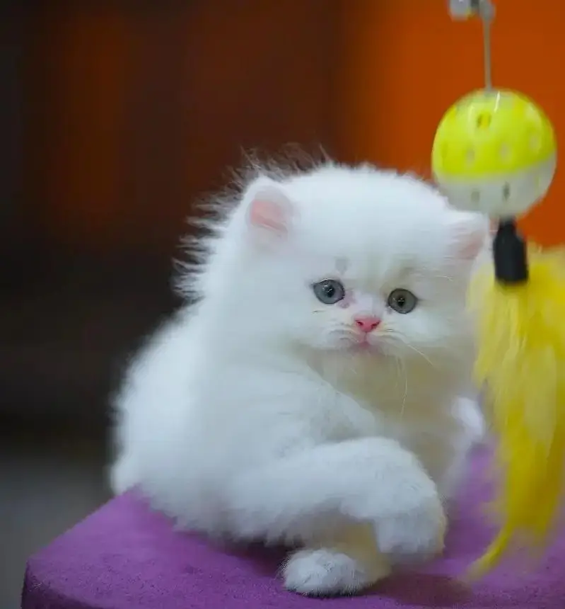 English: persian kittens|triple Coated|Punch Face kittens_cute|fluffy — photo 6