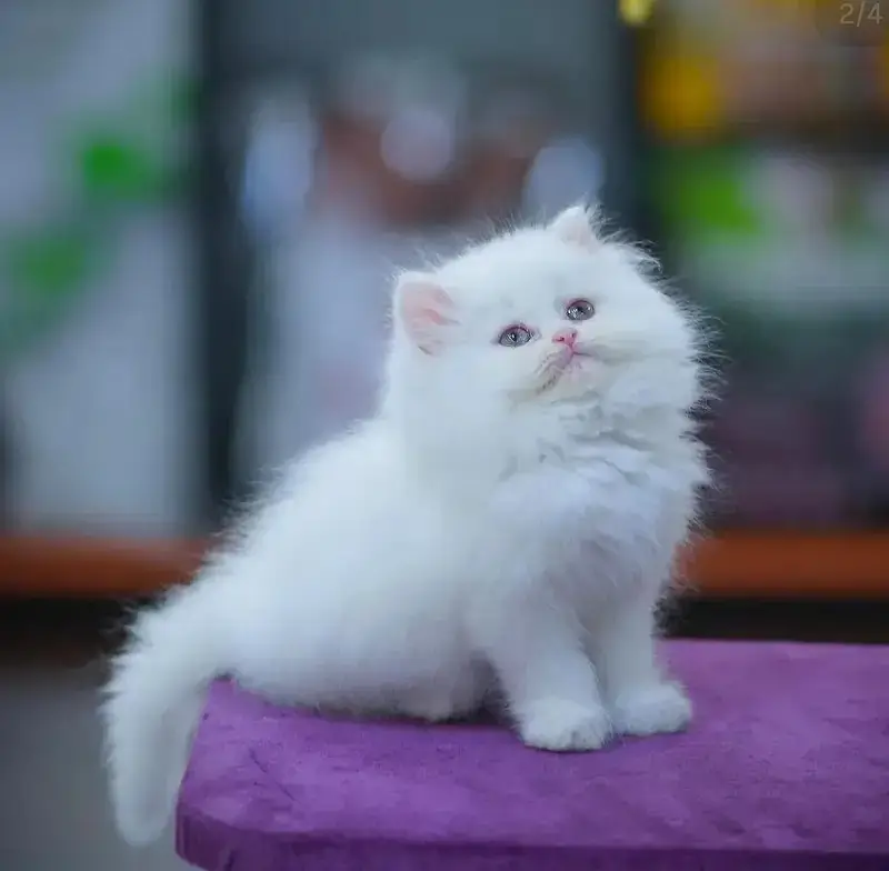 English: persian kittens|triple Coated|Punch Face kittens_cute|fluffy — photo 7