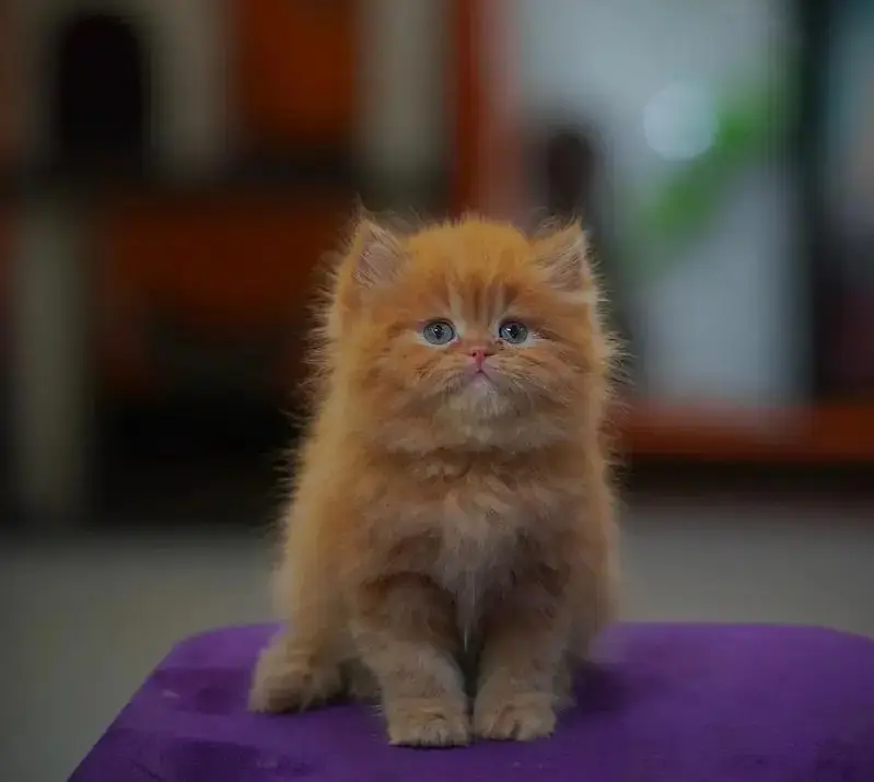 English: persian kittens|triple Coated|Punch Face kittens_cute|fluffy — photo 10