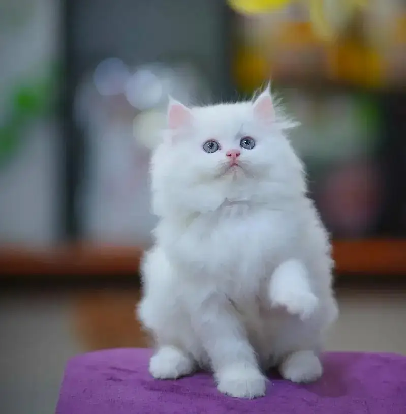English: persian kittens|triple Coated|Punch Face kittens_cute|fluffy — photo 11