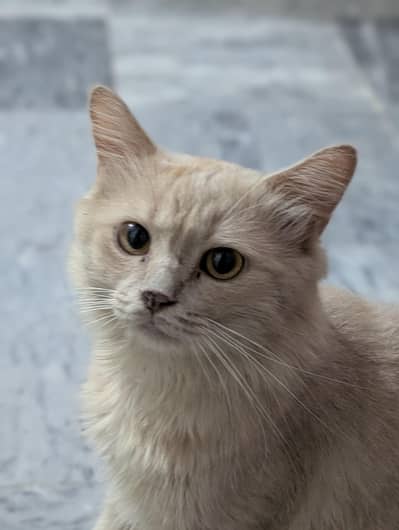 cat for sale