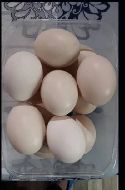 Pure Aseel Fertile Eggs | Isb/rwl