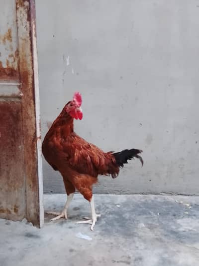 GOLDEN MISRI FOR SALE