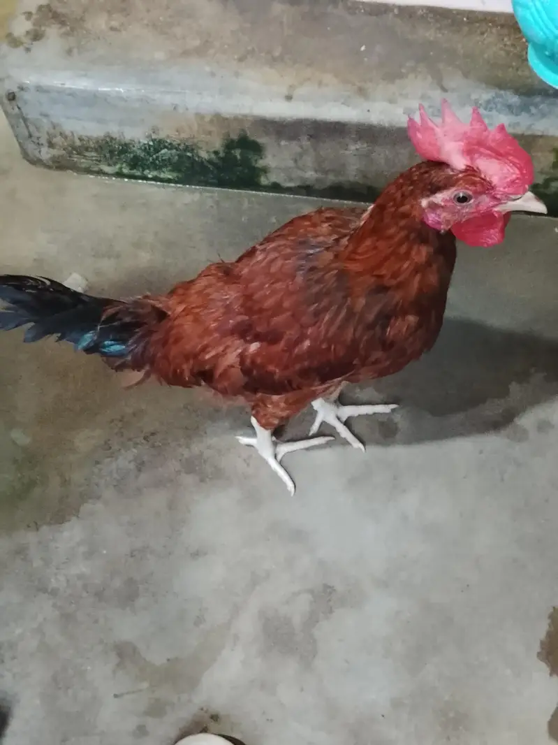 GOLDEN MISRI FOR SALE — photo 2