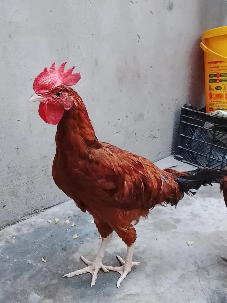 GOLDEN MISRI FOR SALE — photo 4