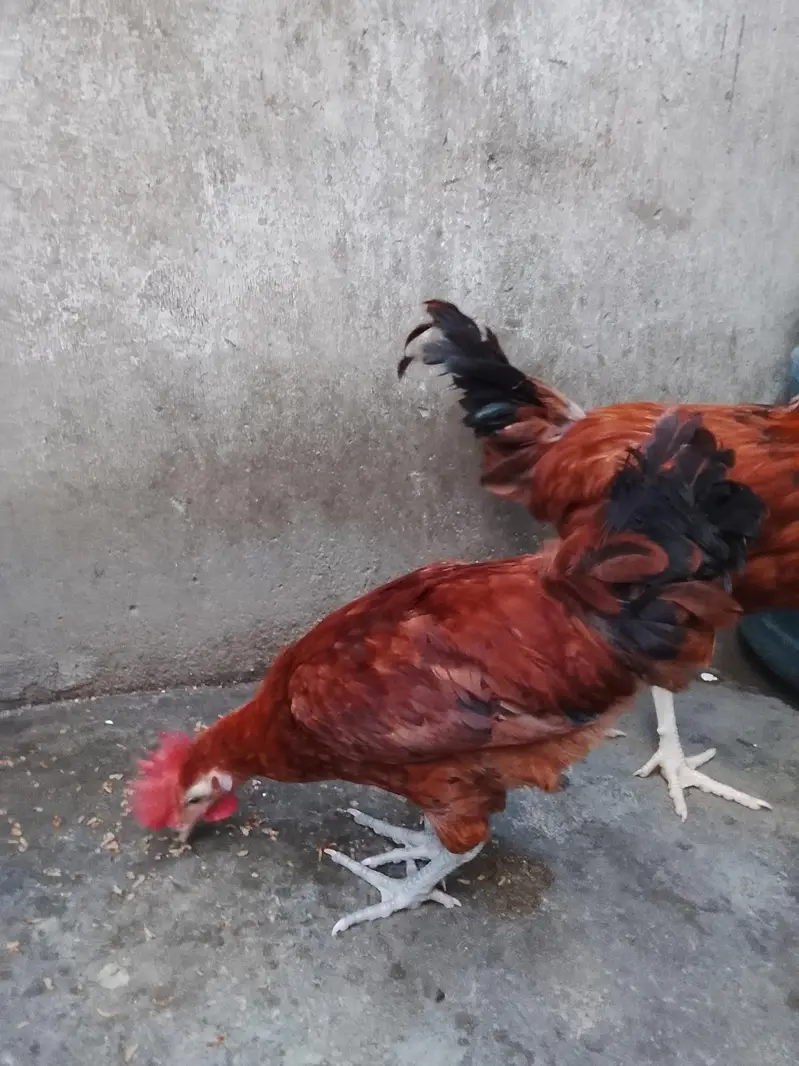 GOLDEN MISRI FOR SALE — photo 5
