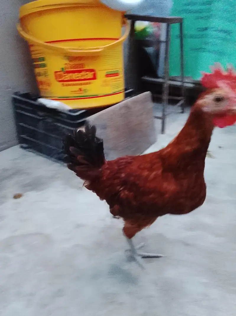 GOLDEN MISRI FOR SALE — photo 6